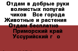 Отдам в добрые руки волнистых попугай.чиков - Все города Животные и растения » Отдам бесплатно   . Приморский край,Уссурийский г. о. 